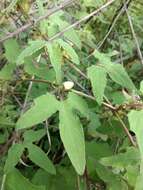 Слика од Passiflora exsudans Zucc.