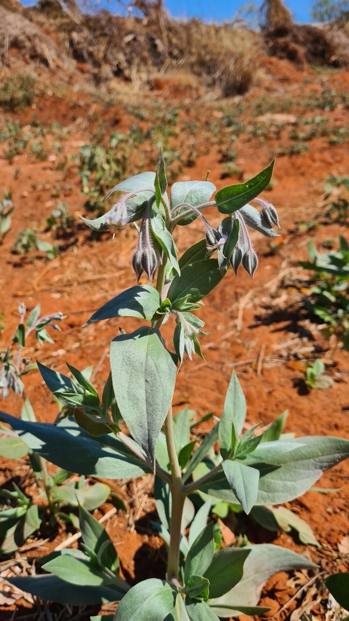 Image of Late weed