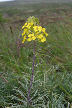 Image of island wallflower