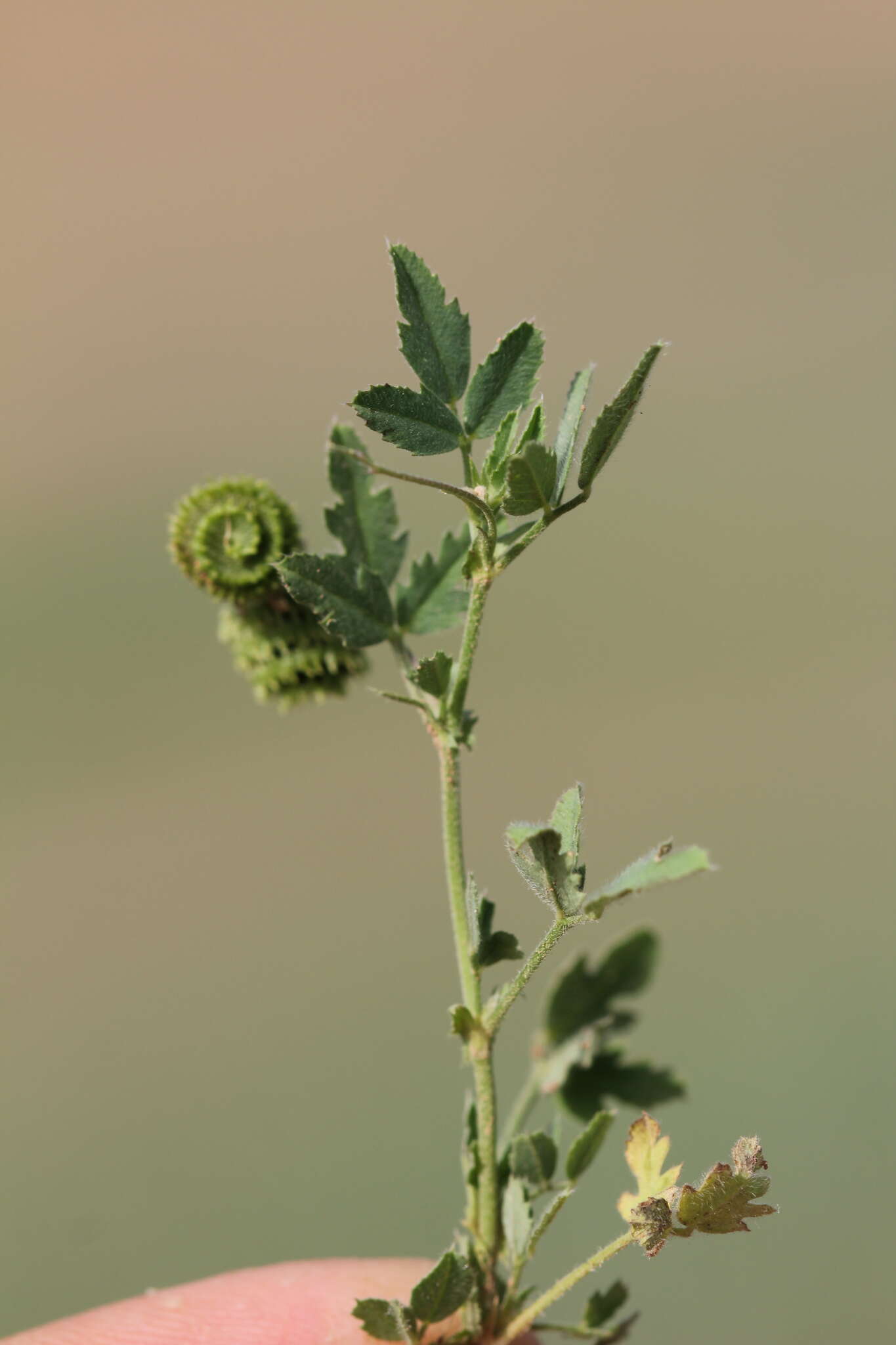 Imagem de Medicago rotata Boiss.