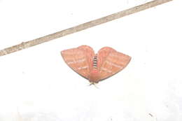 Image of Cerodirphia opis (Schaus 1892)