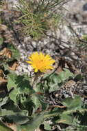 Sivun Taraxacum serotinum (Waldst. & Kit.) Poir. kuva