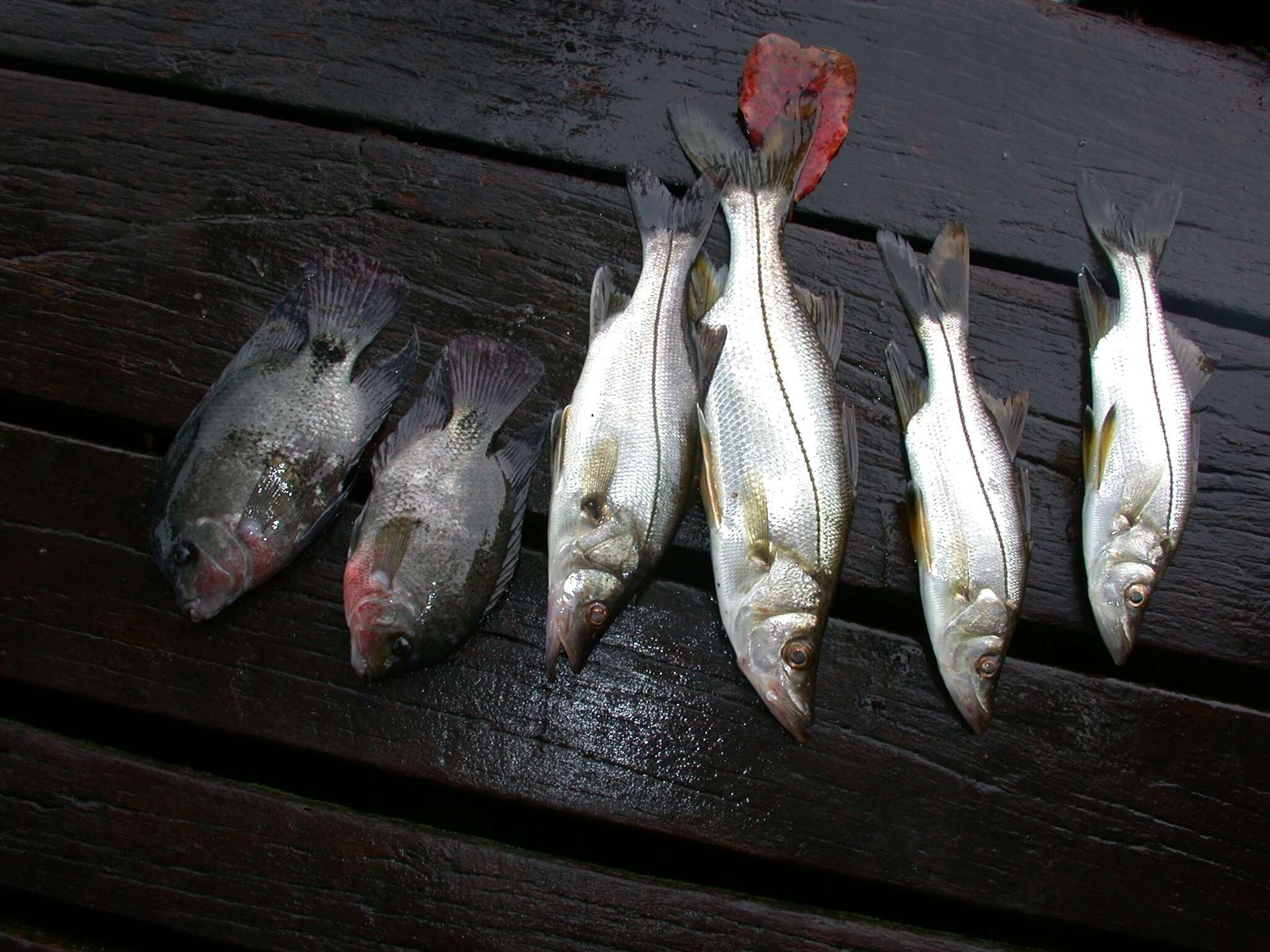 Image of Blackfin snook