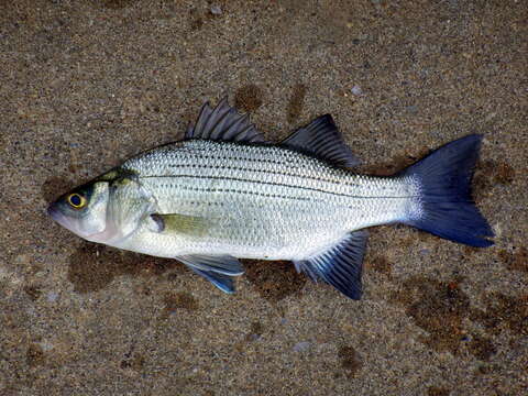 Image of White Bass