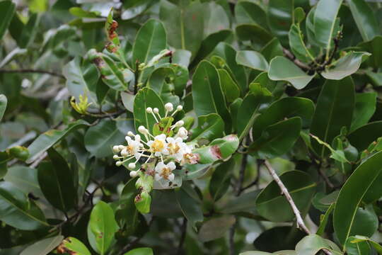 Image of Alexandrian Laurel