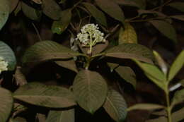 Image of Psychotria truncata Wall.