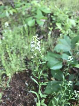 Image of intermediate pepperweed