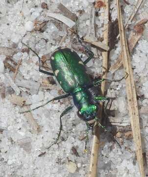 Image of Cicindela (Cicindela) scutellaris rugifrons Dejean 1825