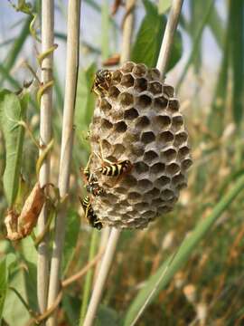 Image of Polistes bischoffi Weyrauch 1937