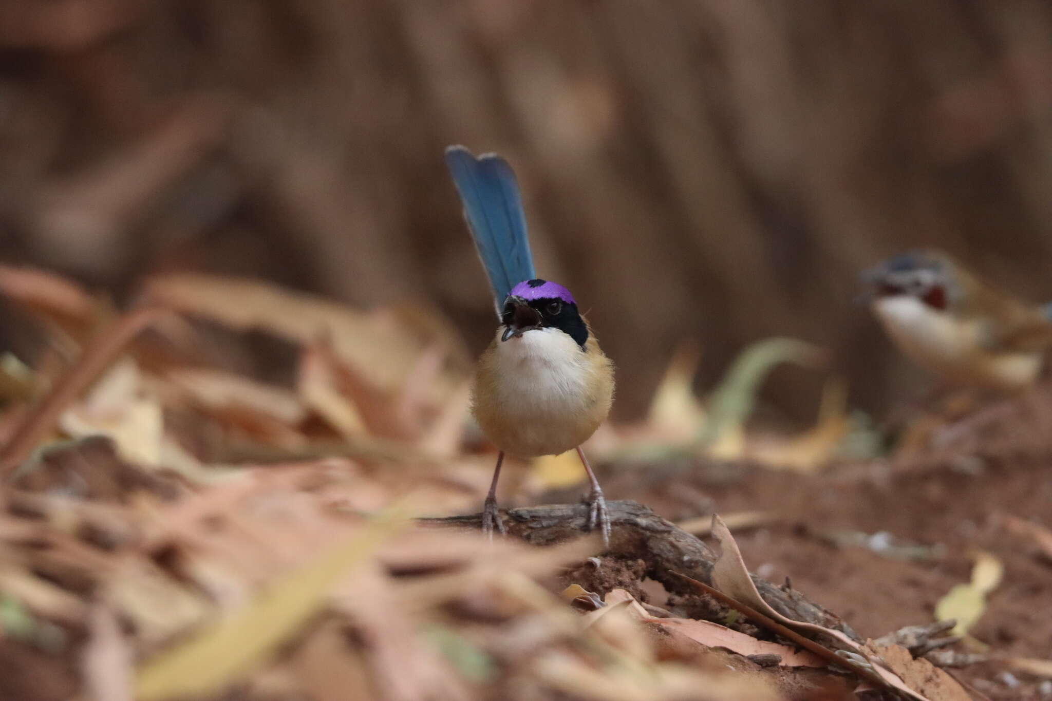 Image of Lilac-crowned Wren