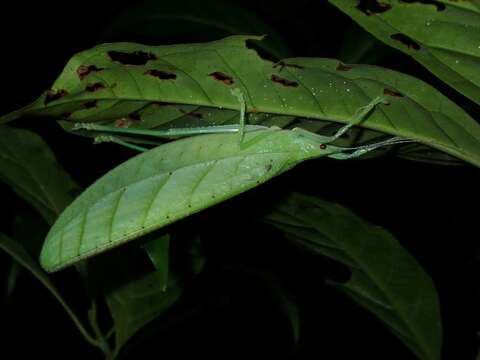 Image of Tympanophyllum