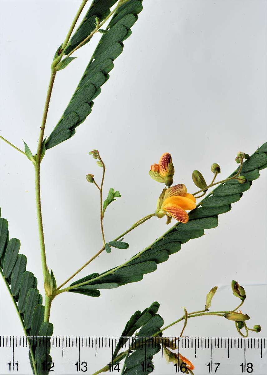 Image of Aeschynomene rehmannii Schinz