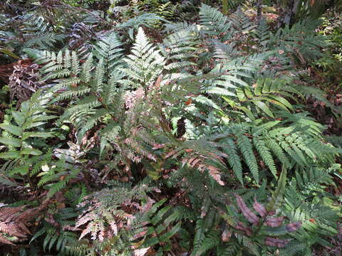 Image of Dicksonia lanata subsp. lanata