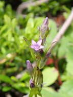 Image of autumn dwarf gentian