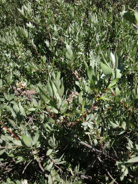 Image of mountain willow