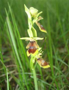 Слика од Ophrys insectifera subsp. aymoninii Breistr.