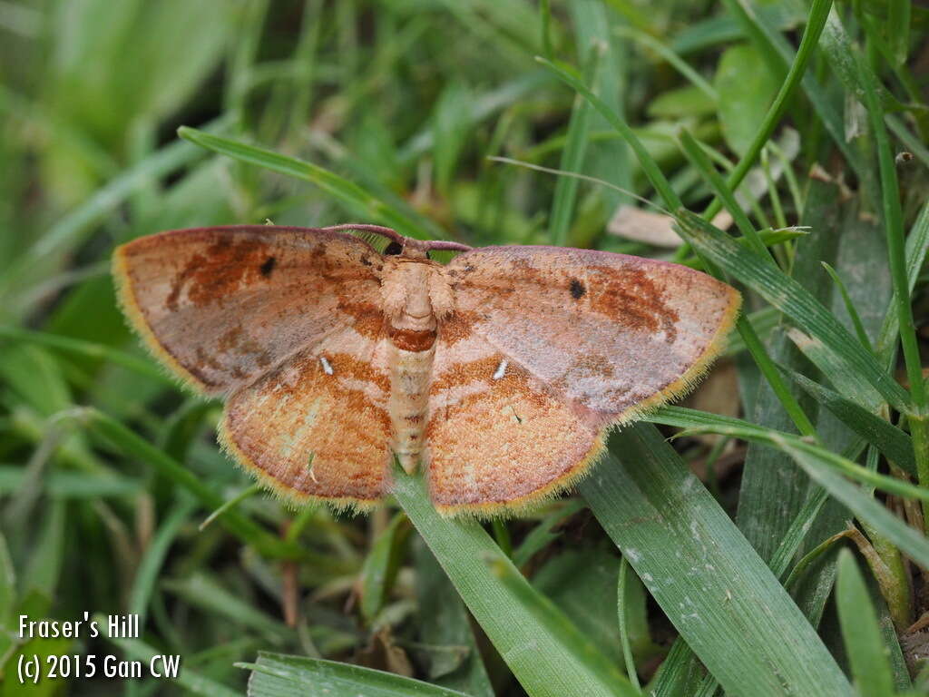 Слика од Chrysocraspeda plumbeofusa Swinhoe 1894