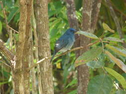 Image of Nilgiri Flycatcher