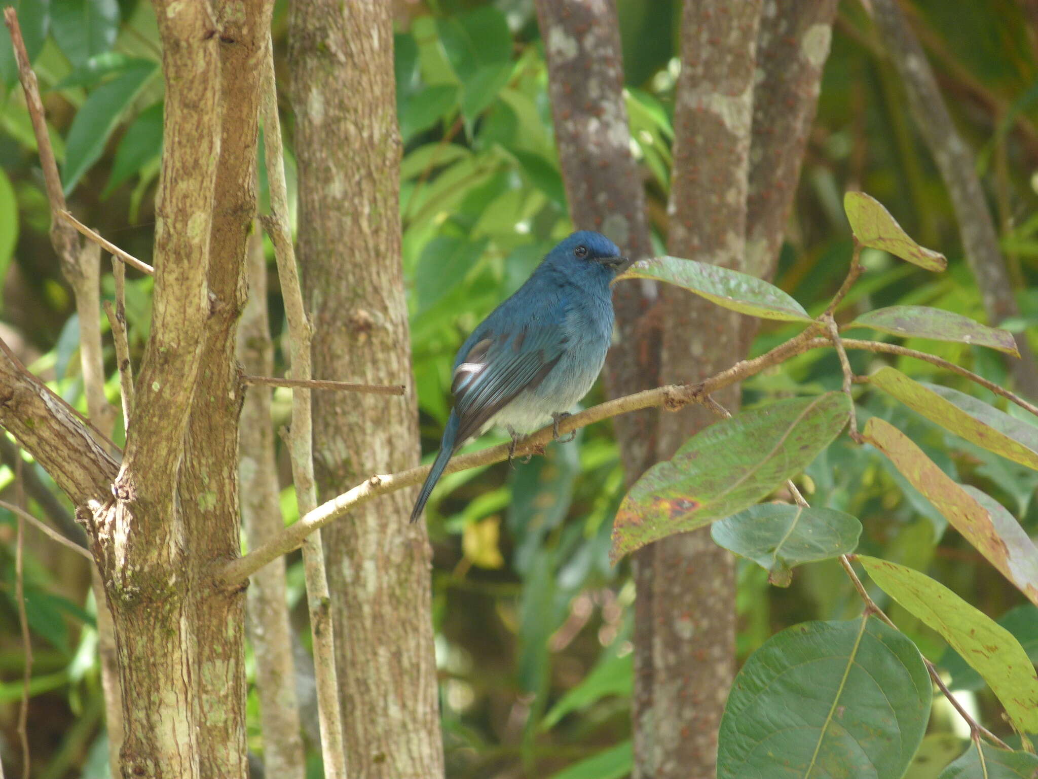 Image of Nilgiri Flycatcher