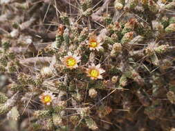 Imagem de Cylindropuntia ramosissima (Engelm.) F. M. Knuth