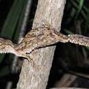 Image de Uroplatus sameiti Böhme & Ibisch 1990