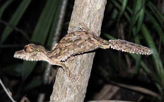 Image of Uroplatus sameiti Böhme & Ibisch 1990