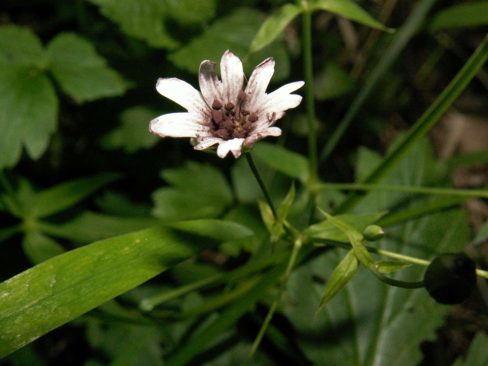 Microbotryum stellariae (Sowerby) G. Deml & Oberw. 1982的圖片