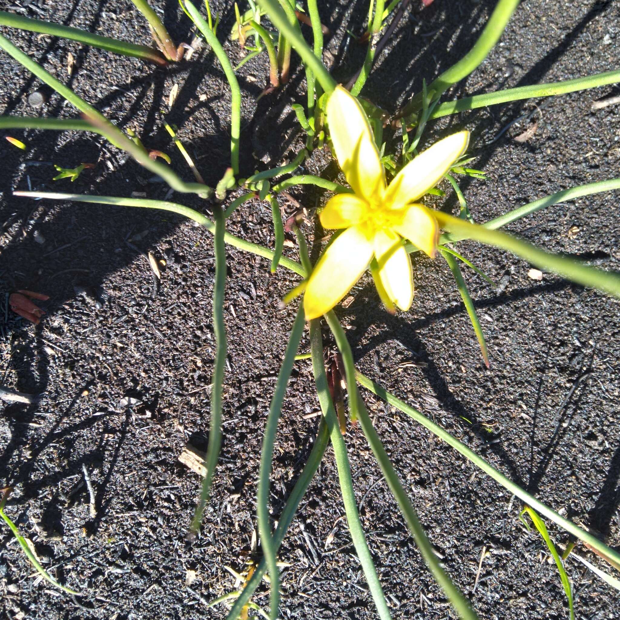 Image of Pauridia serrata (Thunb.) Snijman & Kocyan