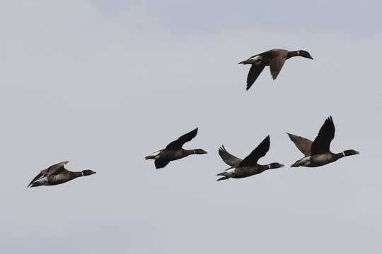 صورة Branta bernicla nigricans (Lawrence 1846)