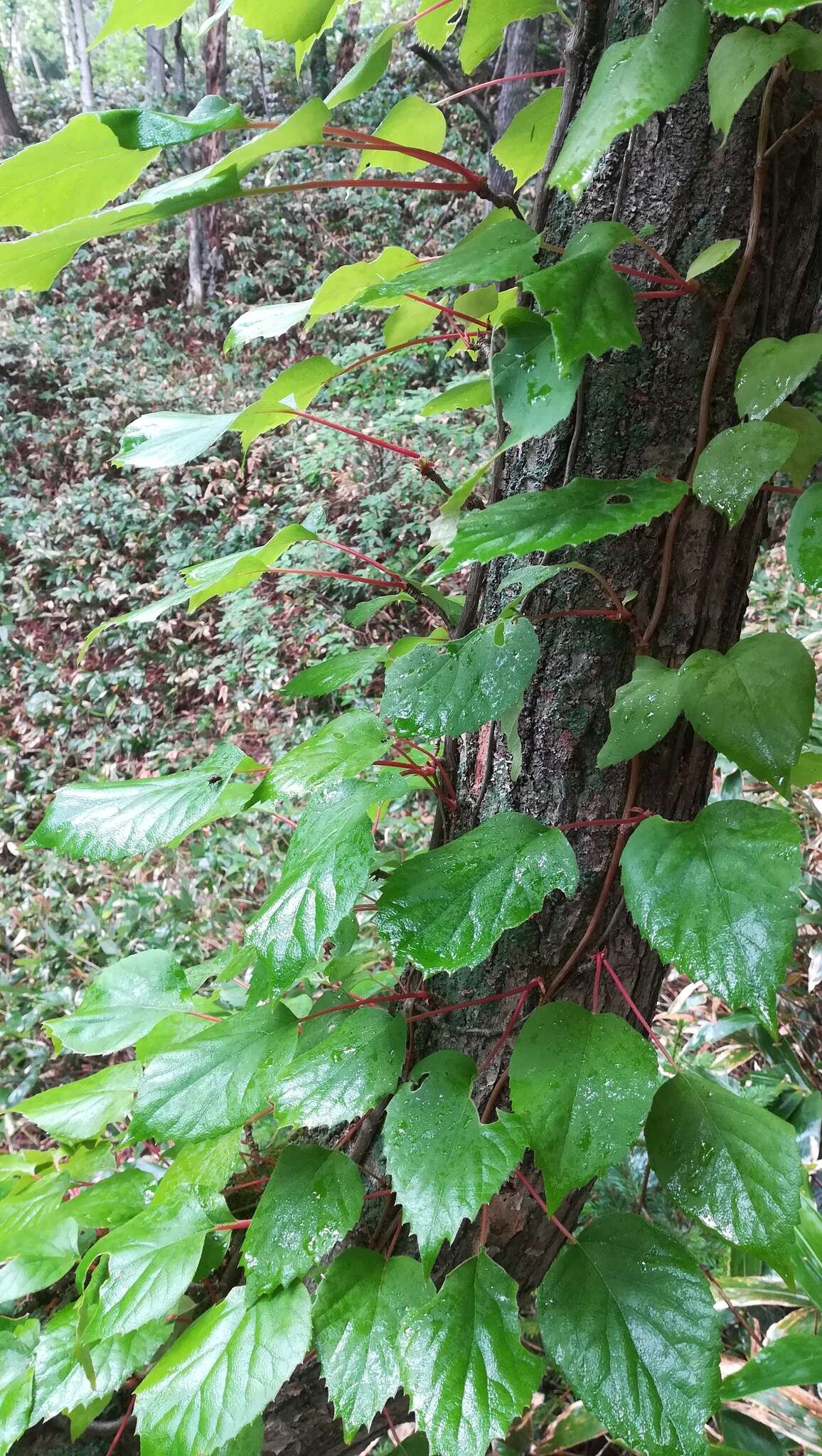 Image of Climbing hydrangea vine