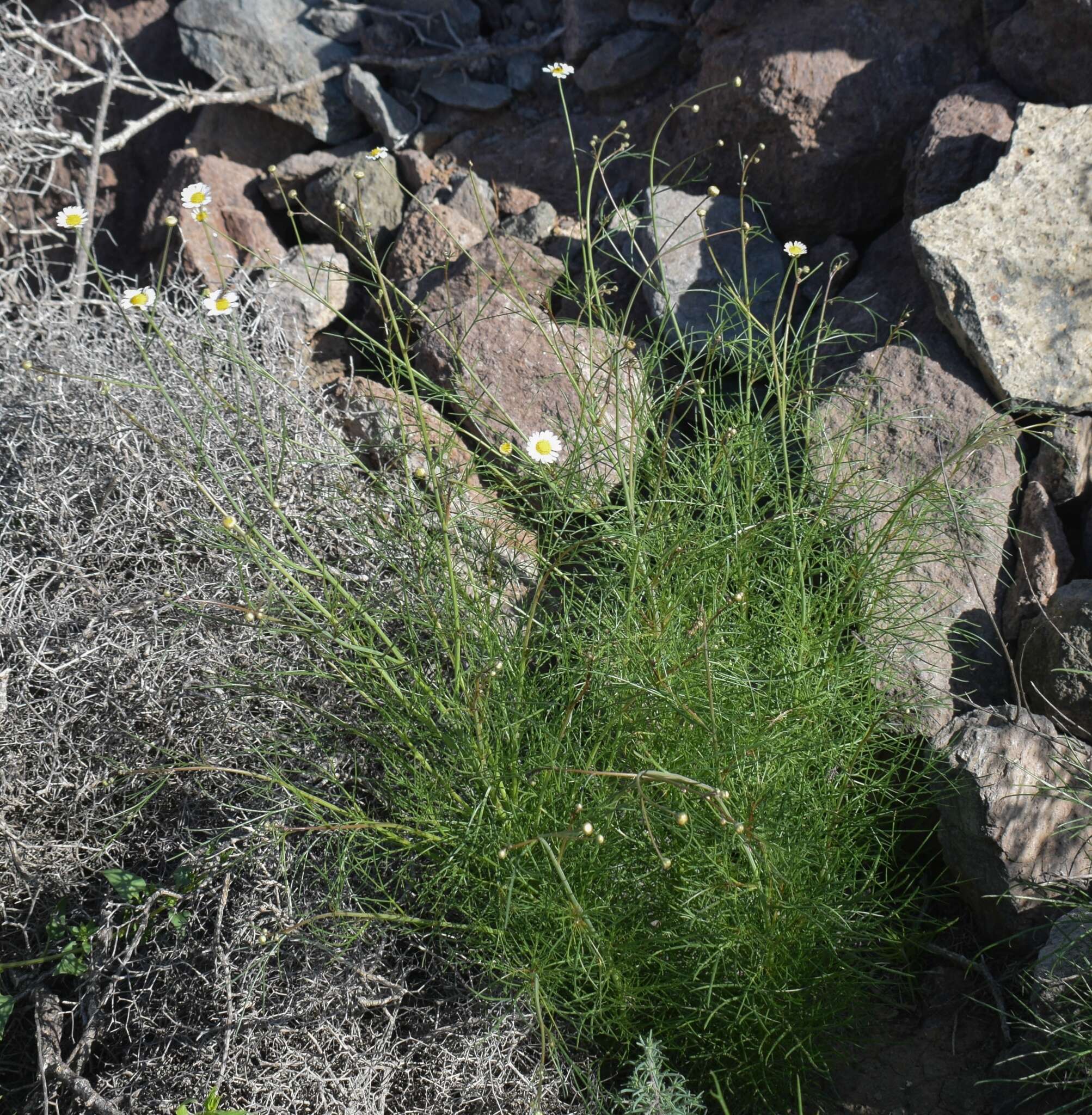 Argyranthemum filifolium (Sch. Bip.) Humphr.的圖片