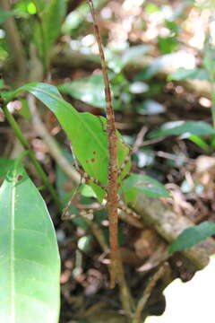 Image of Phasmotaenia lanyuhensis Huang, Y. S. & Brock 2001