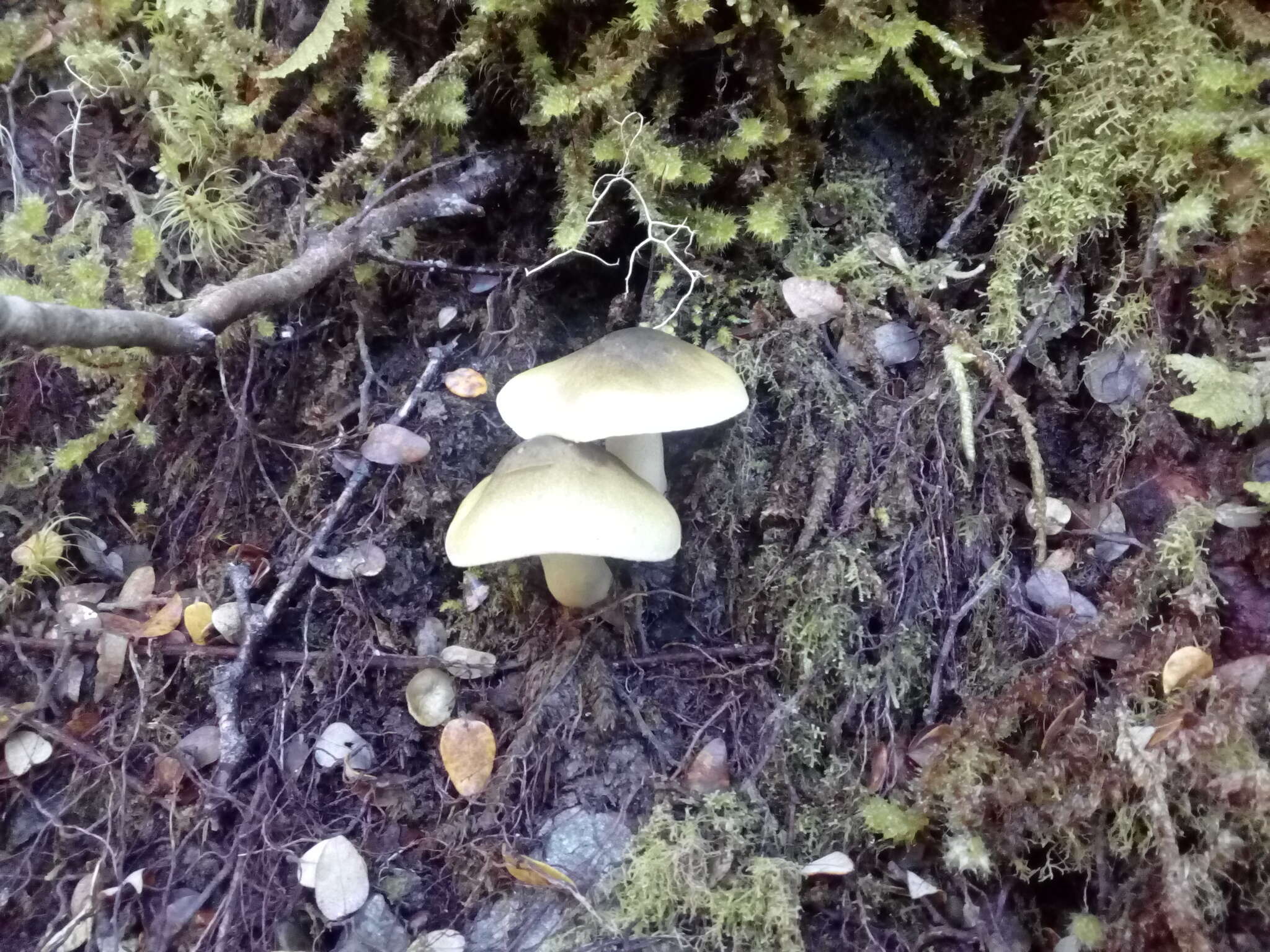 Tricholoma viridiolivaceum G. Stev. 1964 resmi