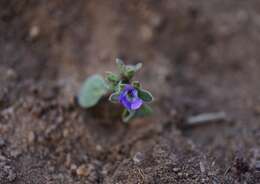 Image of North Coast phacelia