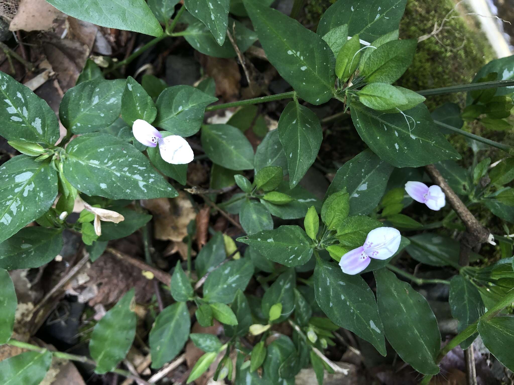 Image of Dicliptera japonica (Thunb.) Makino