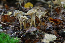 Image de Craterellus sinuosus (Fr.) Fr.