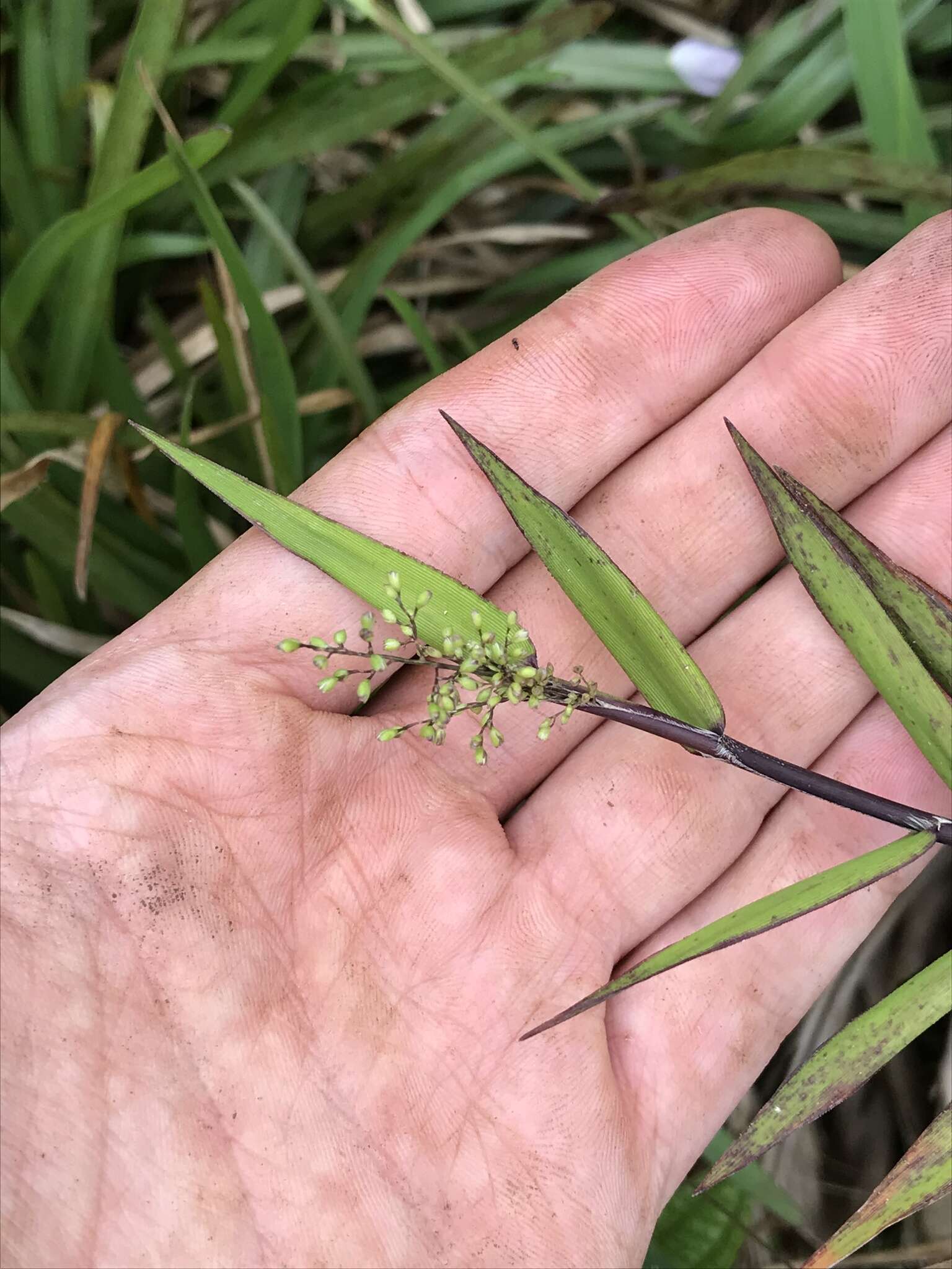 Image de Isachne distichophylla Munro ex Hillebr.