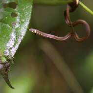 Image of Litter Snake