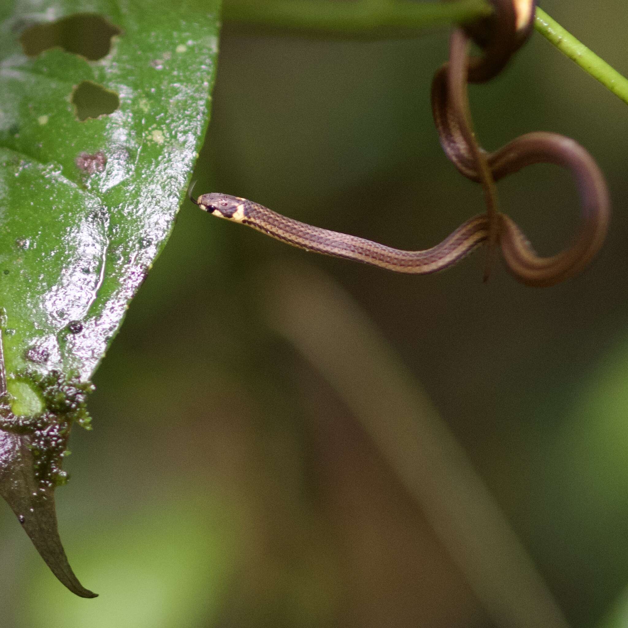 Image of Litter Snake