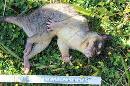 Image of Gray and black four-eyed opossum