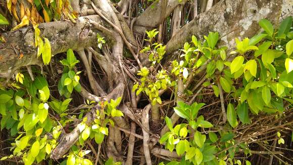 Ficus prolixa Forst. fil.的圖片