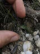 Image of Small waxlip orchid