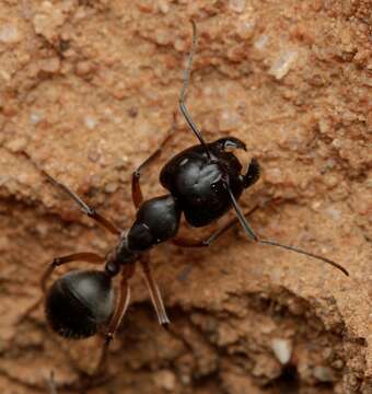 Image of Camponotus gouldianus Forel 1922