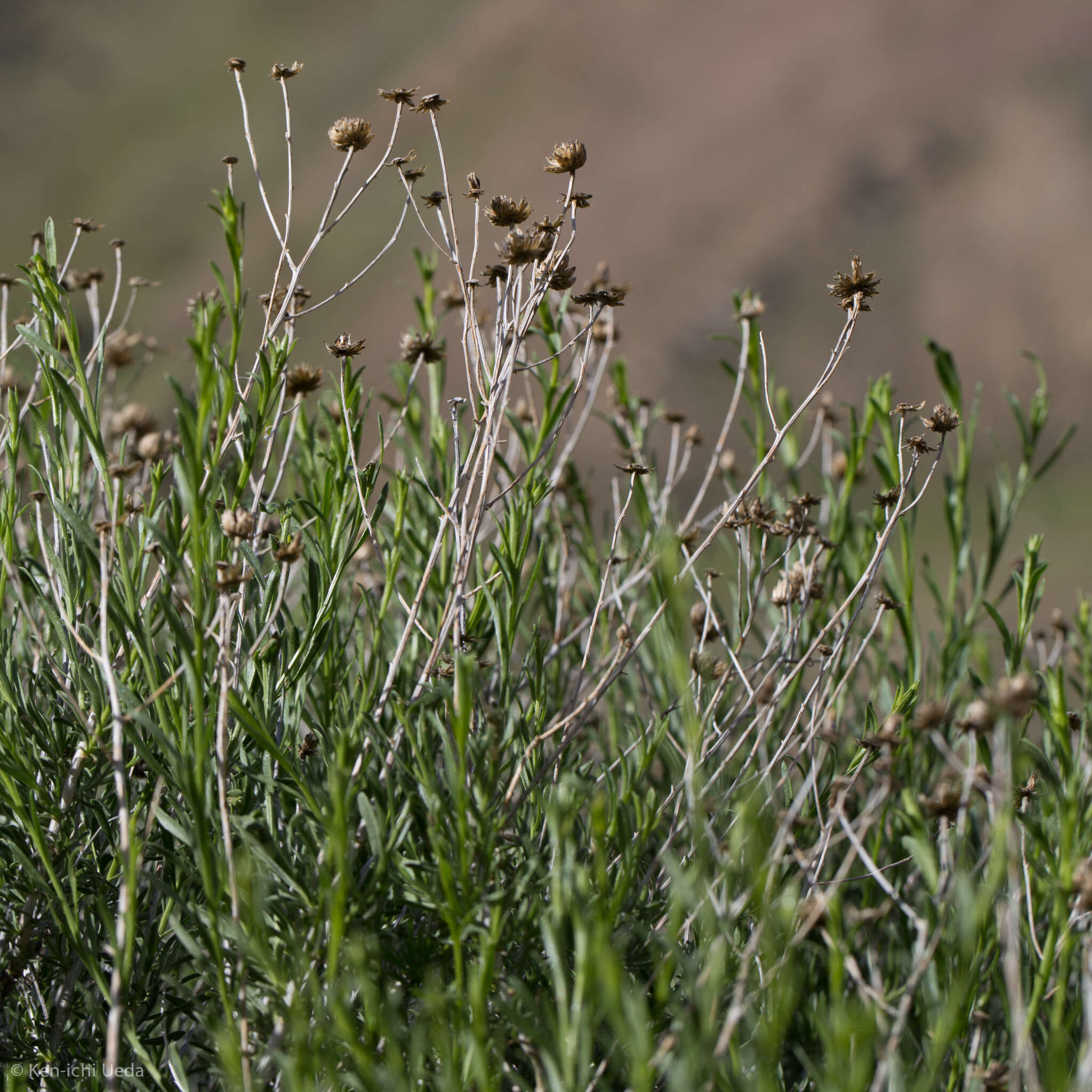 Image of yellow aster