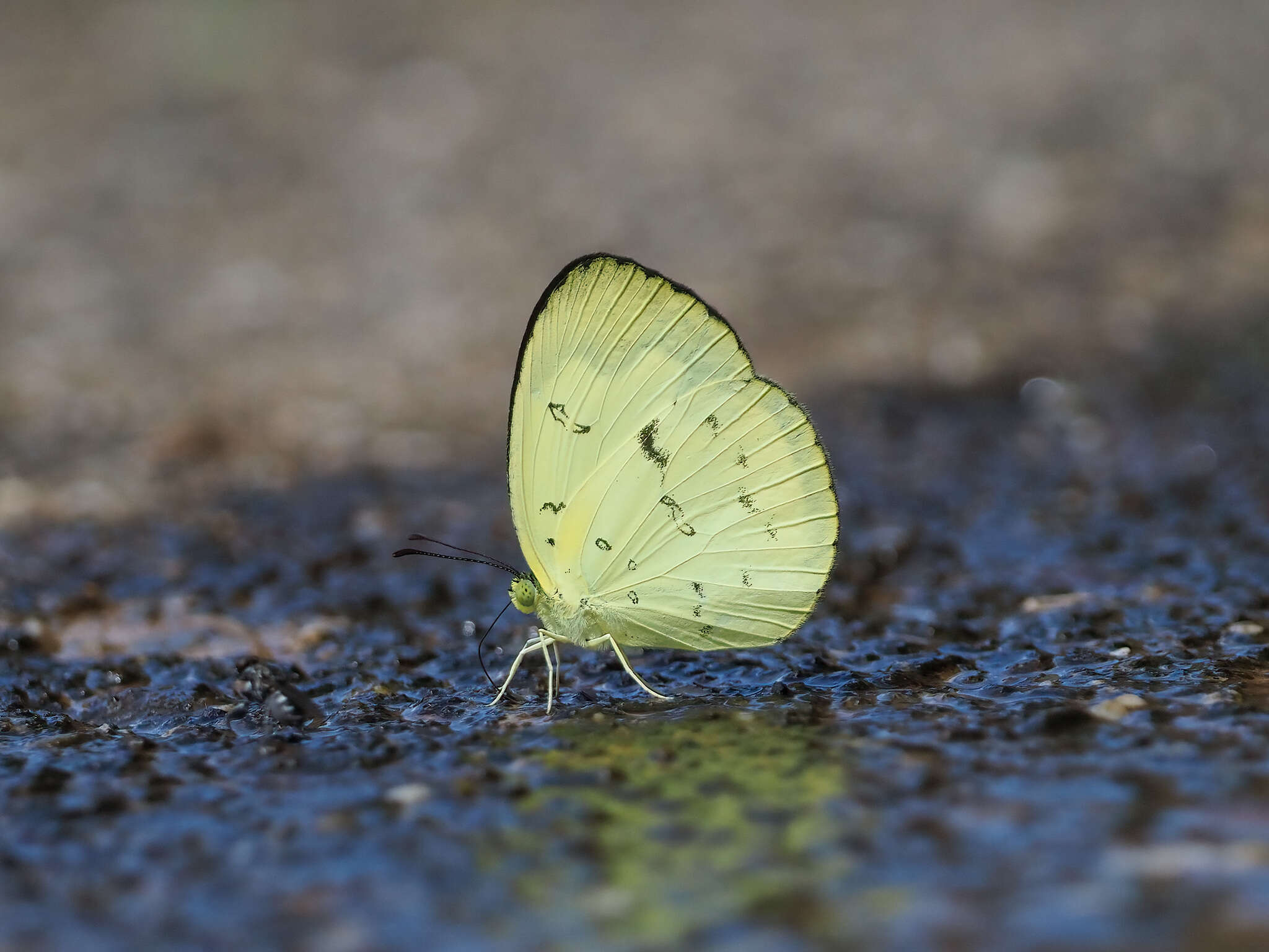 Image of Eurema ada (Distant & Pryer 1887)