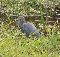 Image of Little Blue Heron