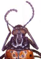 Image of Cuphotes elongatus (J. Thomson 1859)