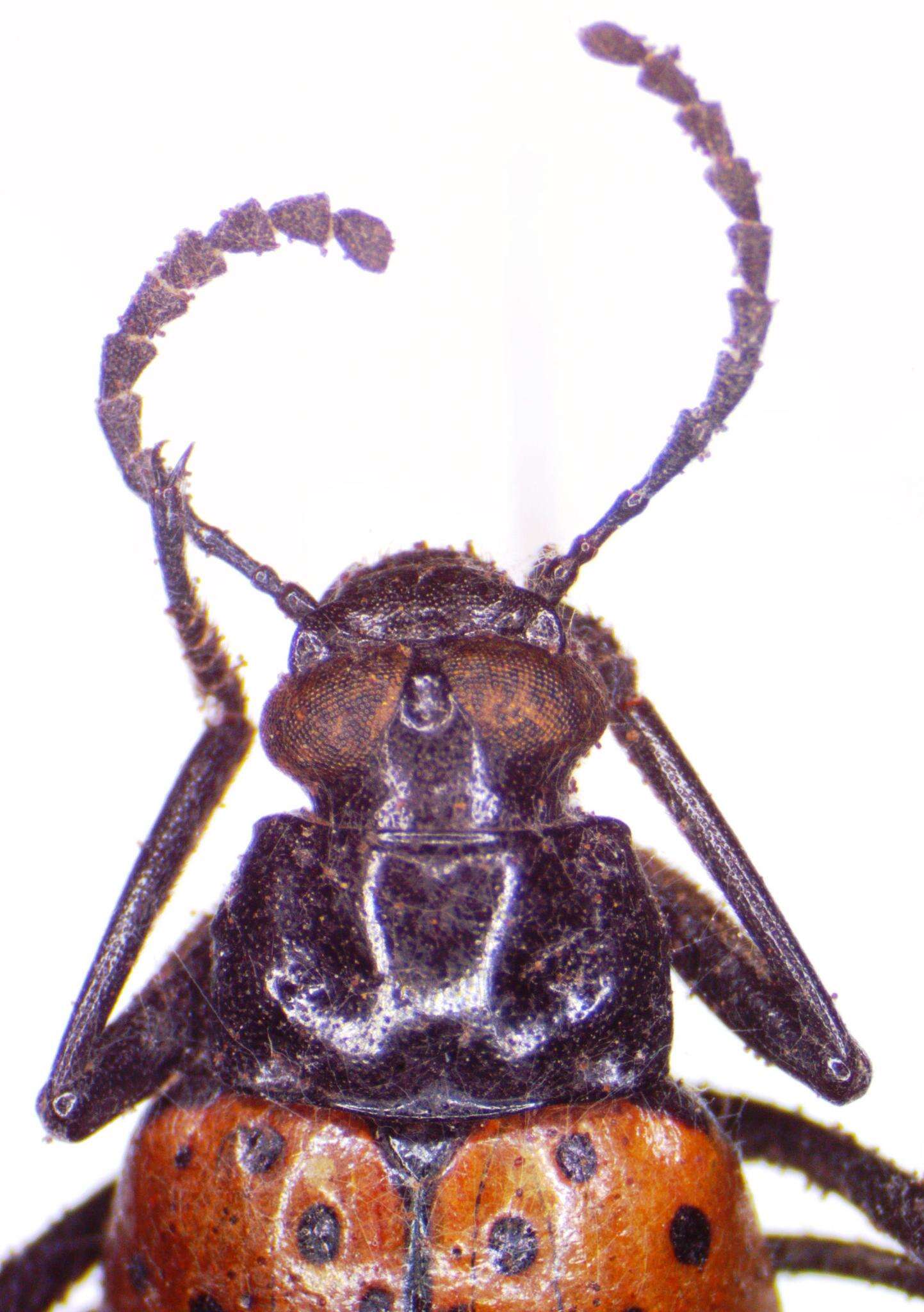 Слика од Cuphotes elongatus (J. Thomson 1859)