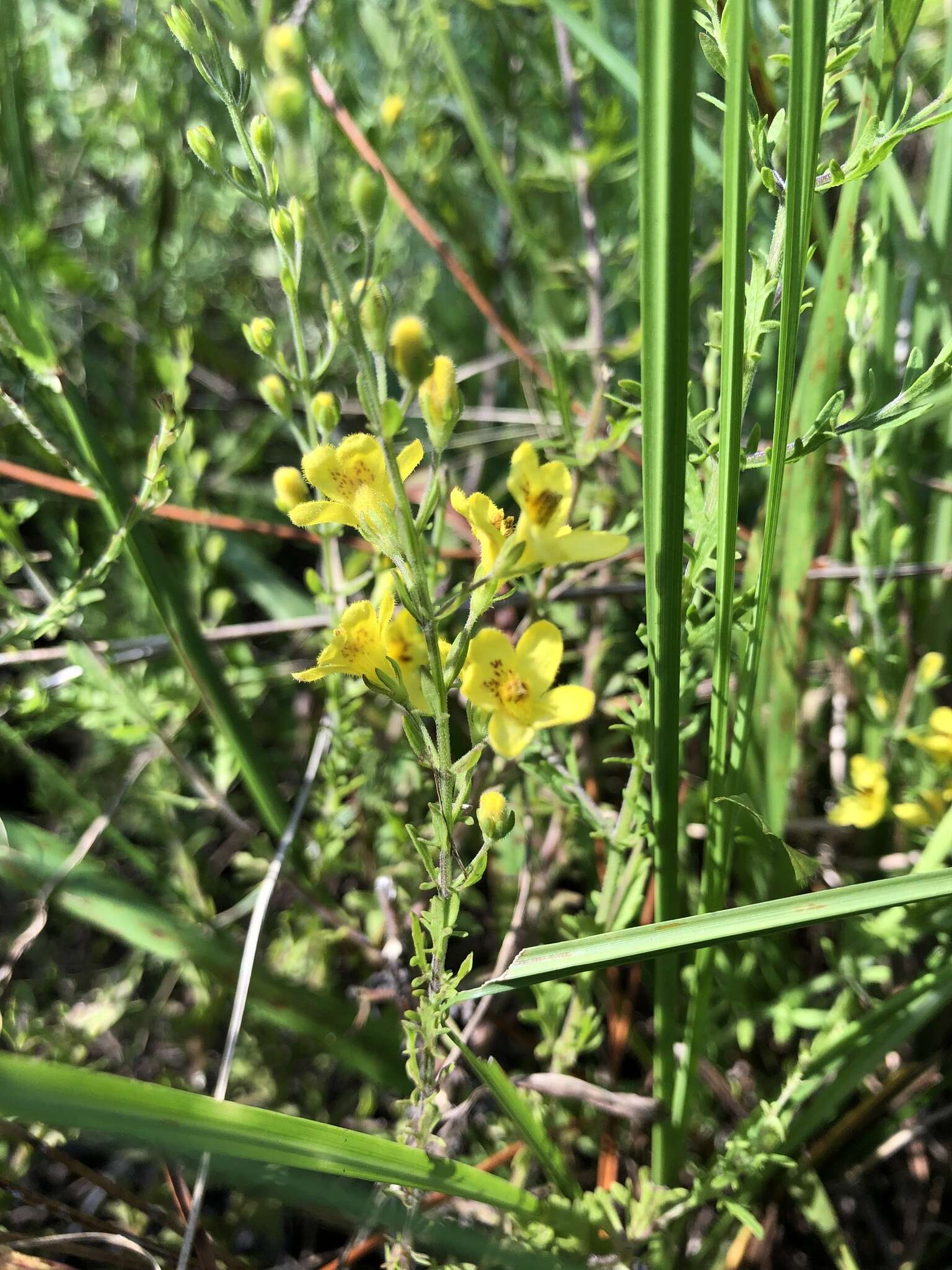 Image of piedmont blacksenna