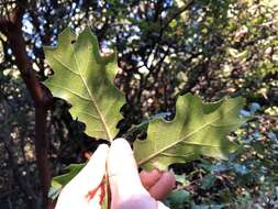 Image of hybrid oak